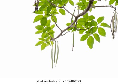 Tree Leaf On White Background