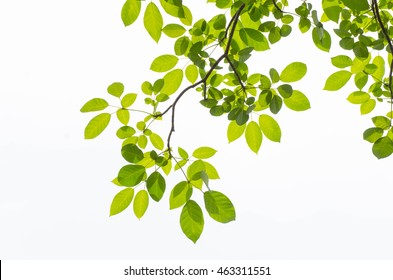 Tree Leaf On White Background