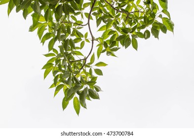 Tree Leaf On White Background