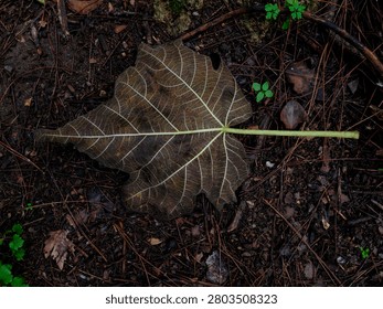 Tree leaf resting on forest soil