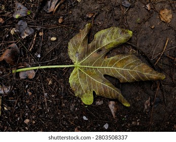 Tree leaf resting on forest soil