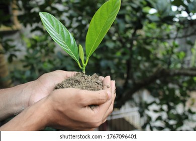 Tree leaf in soil on hand natural planting background photo