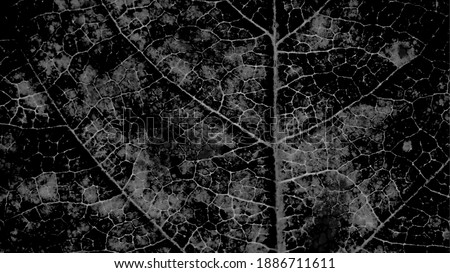 Tree leaf structure with a network of veins close-up. Ominous almost black plant background. Dark gray monochrome wallpaper. Gloomy backdrop. Macro