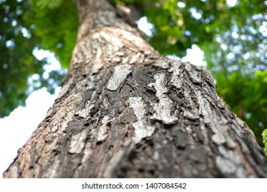 The tree with the leafs