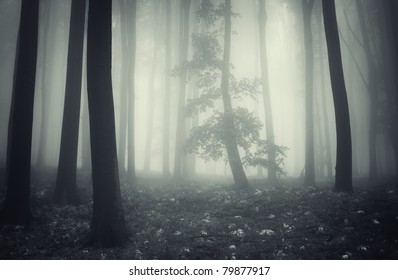 tree with leafs in a spotlight in a misty forest with white leafs covering the ground