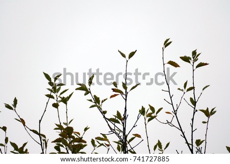 Similar – Image, Stock Photo autumn Nature Plant Autumn