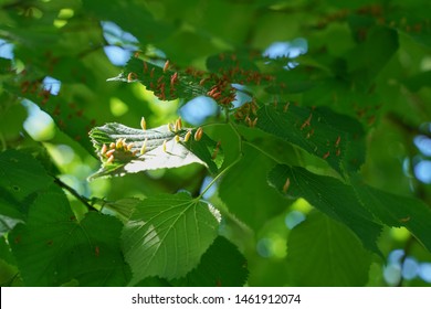 Tree Leaves Affected By Aphids. Insect Pests And Tree Deseases. Organic Food And Agriculture.