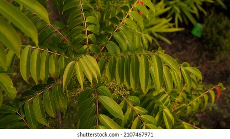 Tree Leaves Background Top View Rhus Stock Photo 2107467971 | Shutterstock