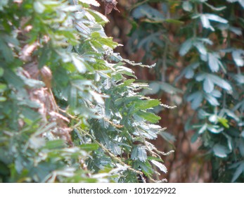 Tree leaves Close Up