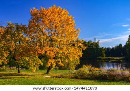 Tree leaves fall in autumn in dendrological garden with bloe lake at background in Prague, Pruhonice, Czech Republic