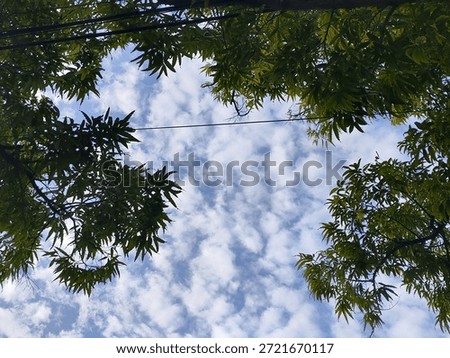 tree leaves under cloudy sky - beackground