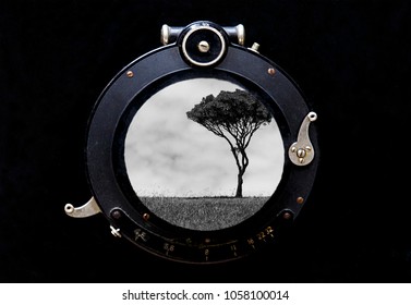 tree in the lens