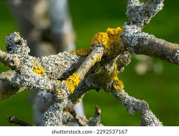 tree lichen on an apple tree - Powered by Shutterstock