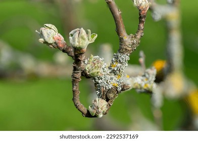 tree lichen on an apple tree in the spring - Powered by Shutterstock