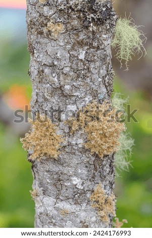 Tree lichen seen growing on the bark of a tree in the Salmonier Nature Park in Newfoundland Canada.