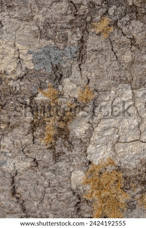Tree lichen seen growing on the bark of a tree in the Salmonier Nature Park in Newfoundland Canada.