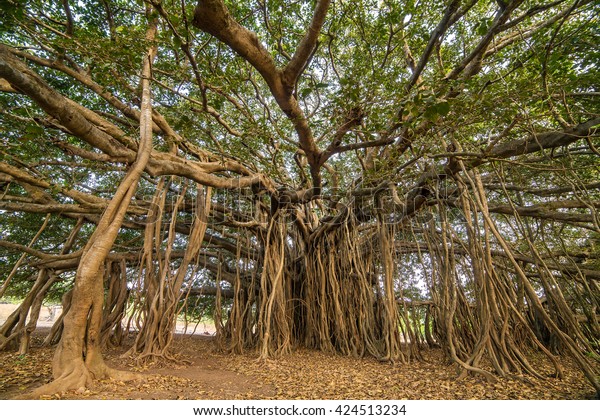 Tree of Life, Amazing\
Banyan Tree.\
