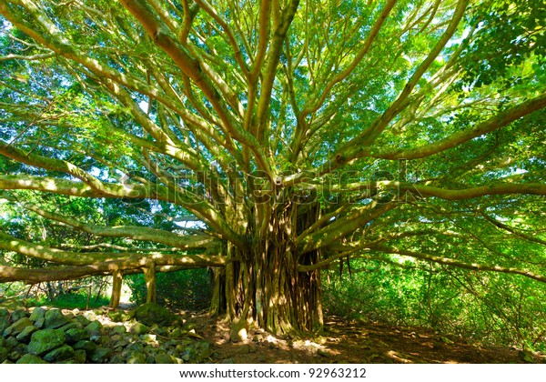 Tree of Life, Amazing Banyan\
Tree