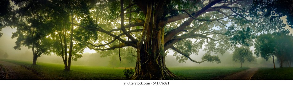 Tree of Life, Amazing Banyan Tree in the fog. Morning landscape. Abstract blur and Soft Focus