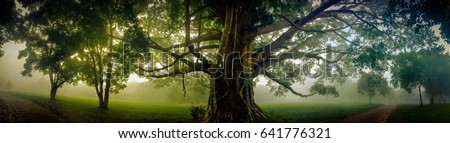 Tree of Life, Amazing Banyan Tree in the fog. Morning landscape. Abstract blur and Soft Focus