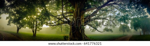 Tree of Life, Amazing Banyan\
Tree in the fog. Morning landscape. Abstract blur and Soft\
Focus