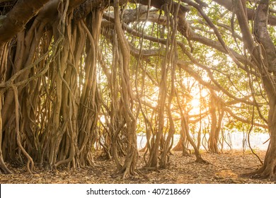 Tree of Life, Amazing Banyan Tree in morning sunlight
