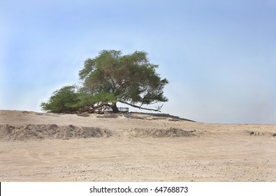Tree of life in Bahrain, a 400 year-old mesquite tree