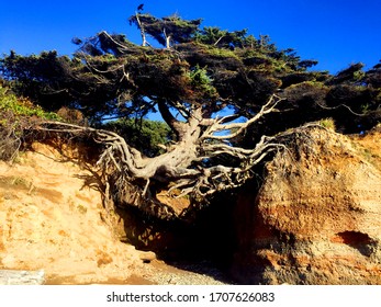 Tree Of Life At Kalaloch Beach