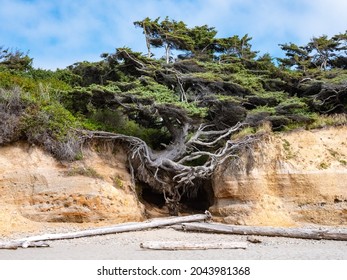 Tree Of Life At Kalaloch Beach