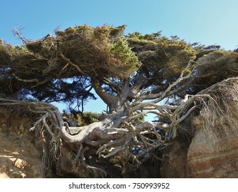 Tree Of Life Kalaloch Beach, WA