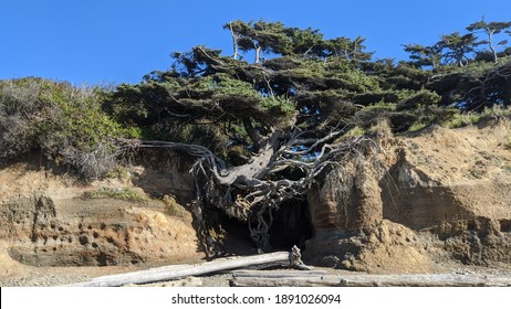 Tree Of Life On Kalaloch Beach