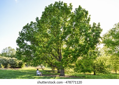 Tree Light