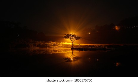 A Tree Of Light On Neverland