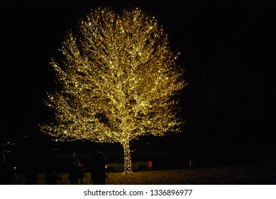 Tree with lights