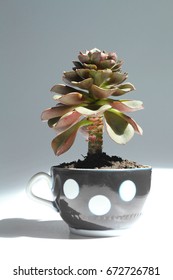 Tree Like Succulent Plant In A Teacup As A Planter. Long Stem Echeveria Plant Isolated Against White Background. 