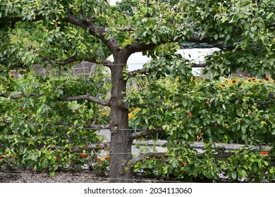 أشجار الفاكهة سانت لويس