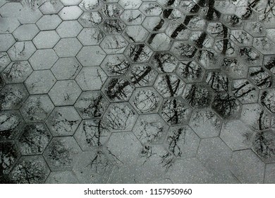 Tree Limbs Reflected On Rainy Sidewalk