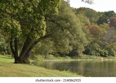 tree line along water front river - Shutterstock ID 2140862925