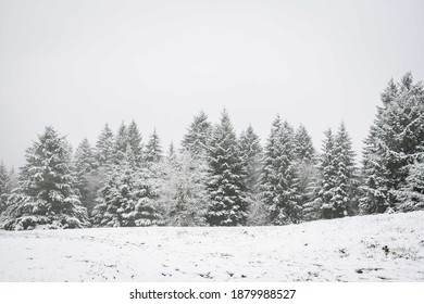 Tree Line Covered In Snow