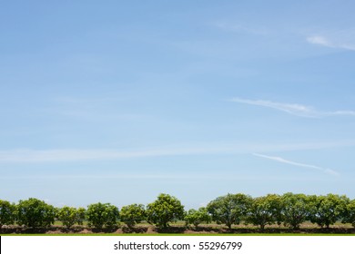 Tree Line In The Field On The Blue Sky.