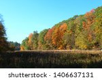 Tree Line Forest with Meadow
