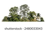 tree line isolate on white background