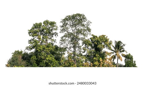 tree line isolate on white background