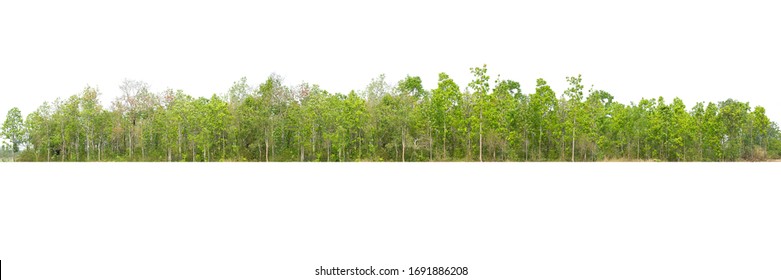 Tree Line Isolated On A White Background