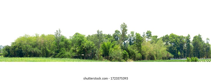 Tree Line Isolated On A White Background Thailand.