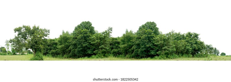 Tree Line Isolated On A White Background