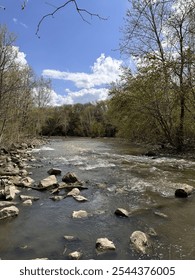 Tree line through a stream