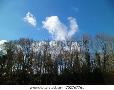 Tree Line & White Cloud In Blue Sky