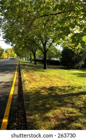 Tree lined