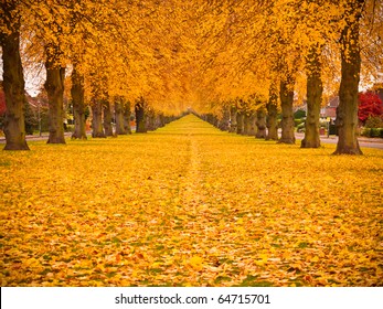 Tree Lined Avenue In Autumn Fall With Leaves Covering The Ground.